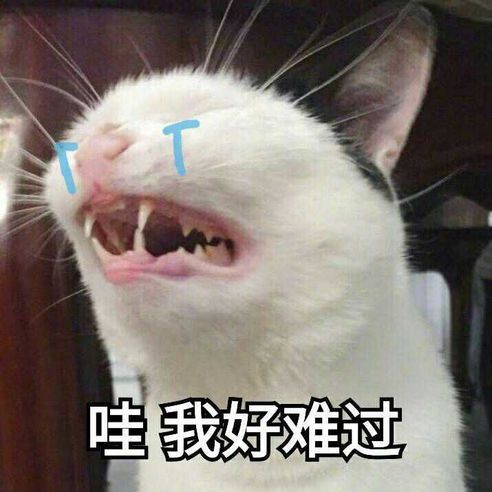 一只猫和一只狗的情侣头像?