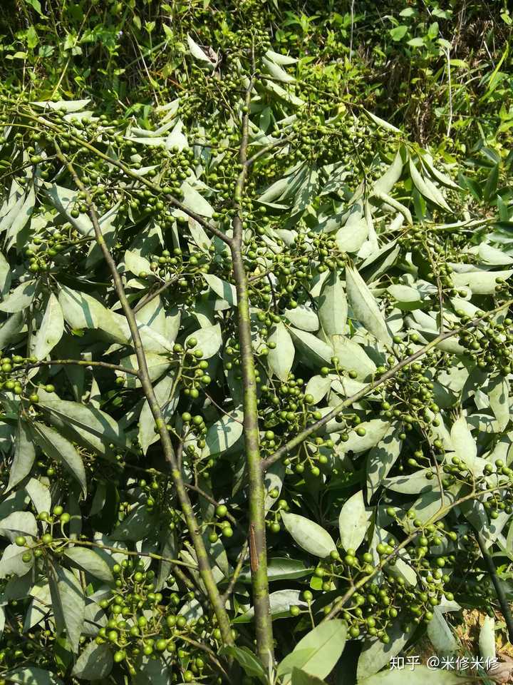 非花椒,麻椒,山苍子?