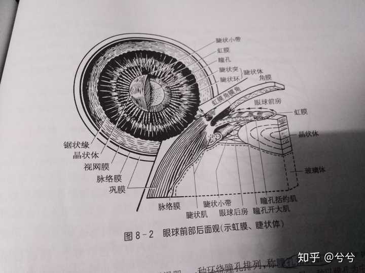 虹膜在哪里