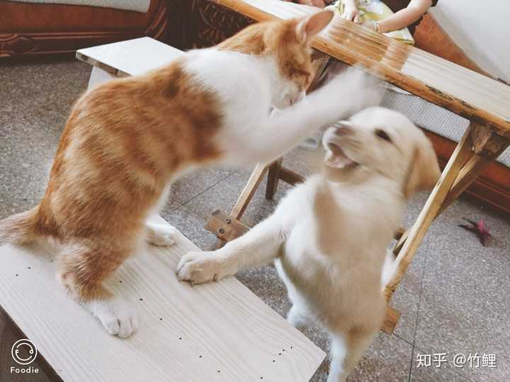 和狗子打架
