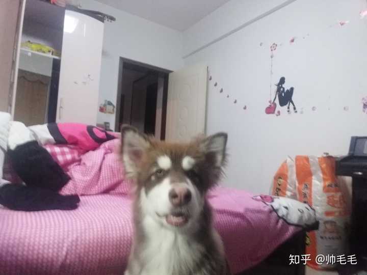 阿拉斯加犬几个月才过了尴尬期?