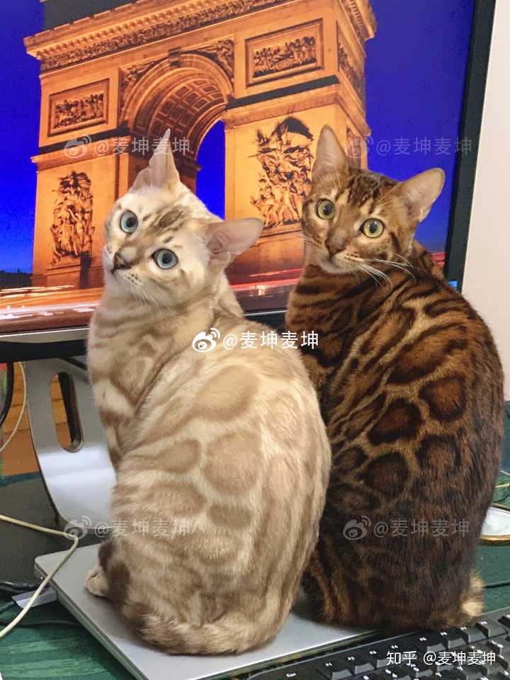 养一只孟加拉豹猫是什么体验?