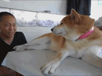 你有什么好玩的gif表情包?