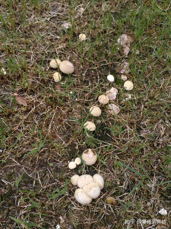 雨后草坪上拱出许多白白嫩嫩的小蘑菇,应该是马勃菌的一种.