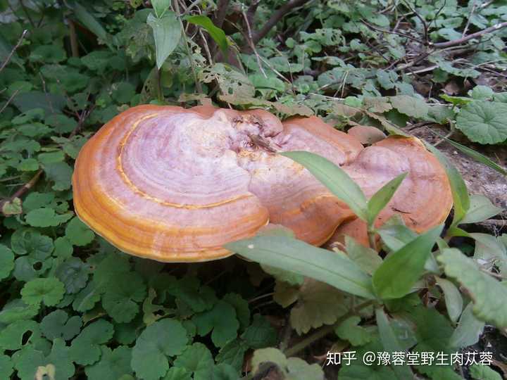 在山上烂桃树上面看到的不知道是不是灵芝?