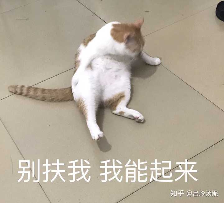 有没有沙雕橘猫的头像或表情包?