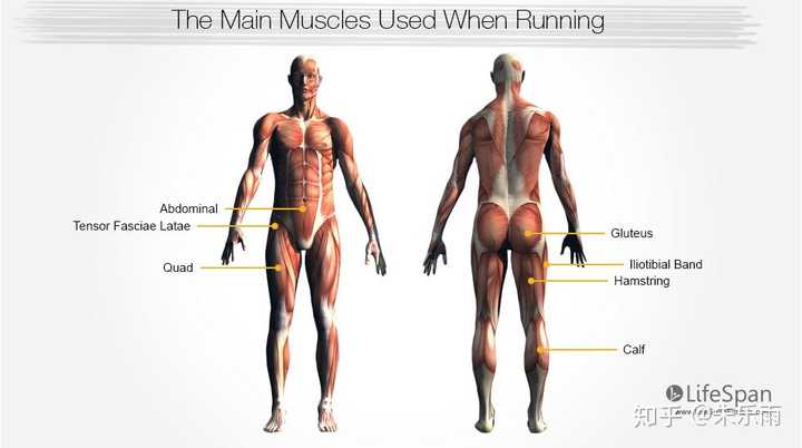 跑步时会锻炼到的肌肉