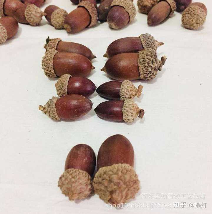 这是什么树的种子啊?