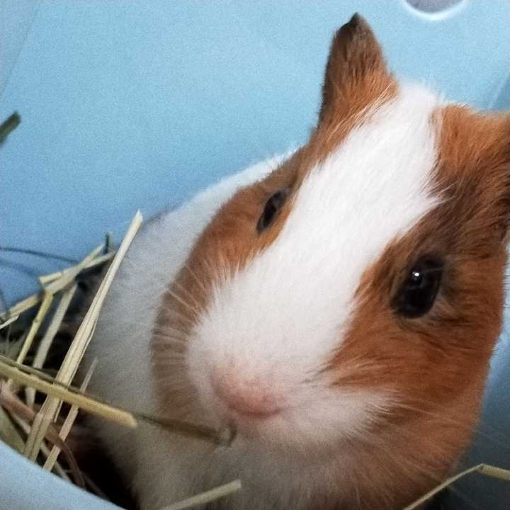 荷兰猪和仓鼠哪个更适合新手养?