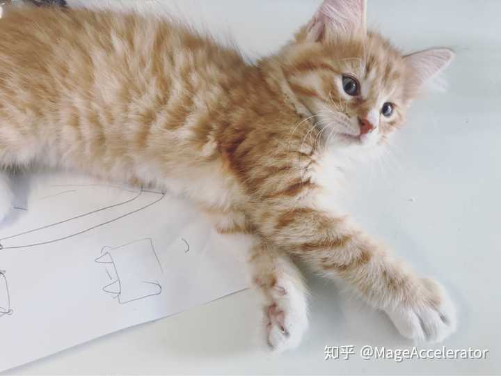 你见过最好看的橘猫长什么样?