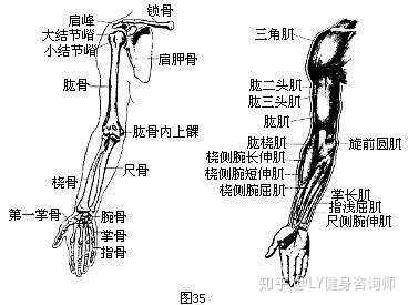 强壮的手臂:常训练的手臂肌肉有肱三头肌(三个头,肱二头肌(两个头)