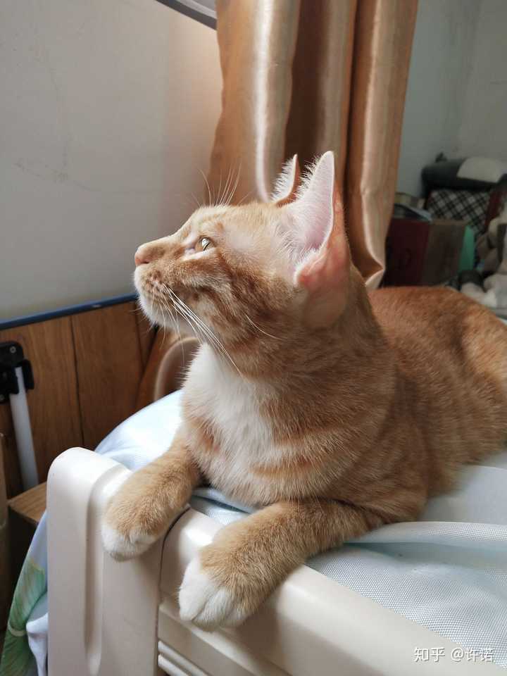 橘猫一定要长成肥橘才好看吗?