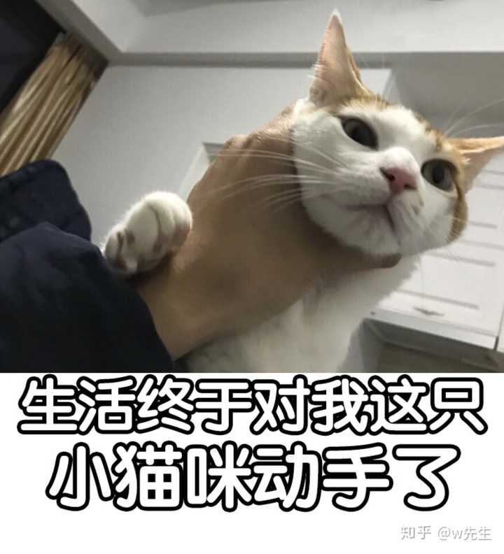 怎样给自家猫p一个酷酷的表情包?