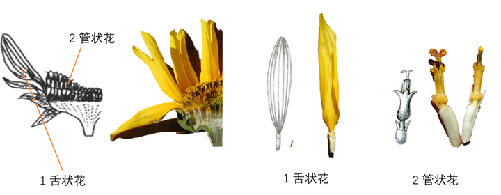 向日葵的舌状花与管状花