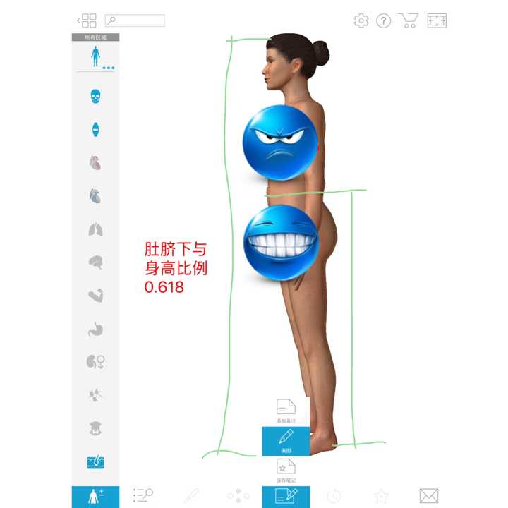 您好 这里先说一下关于腿的美学   比例 以肚脐为界,肚脐之下与身高