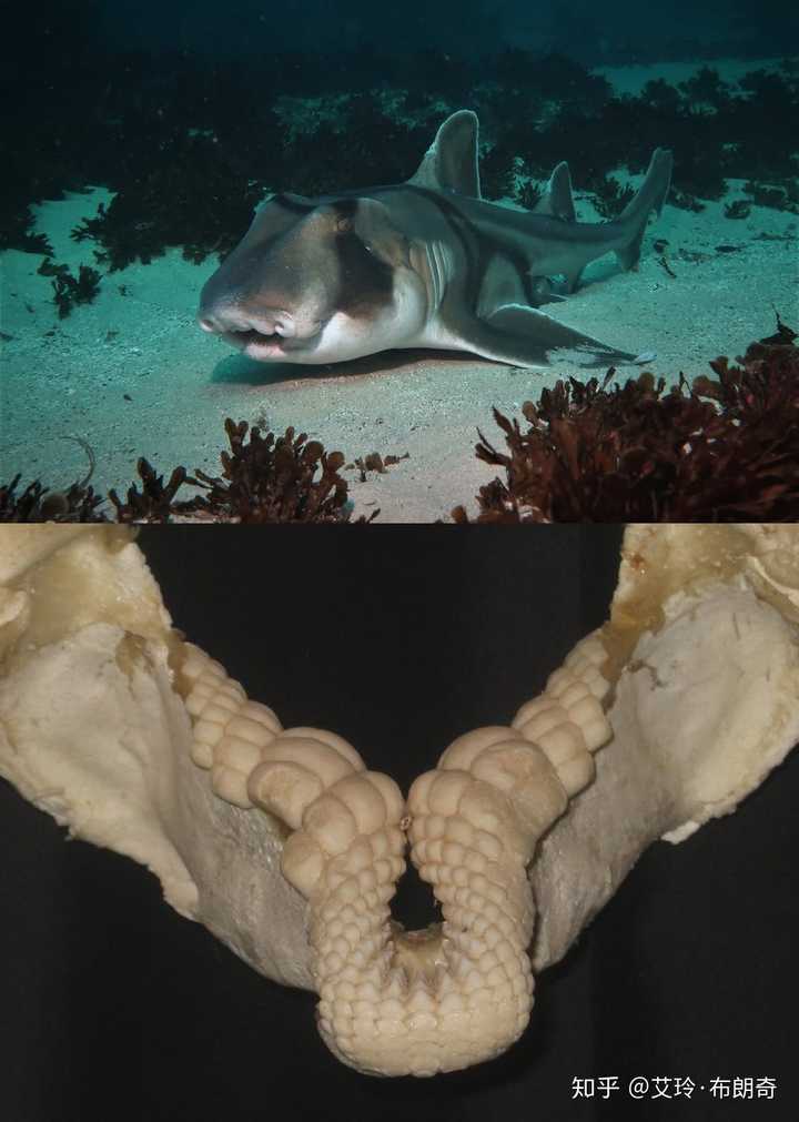 鲨鱼咬人只咬一口?