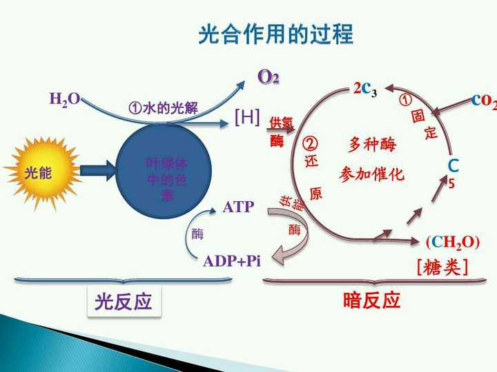 光合作用暗反应时co2中氧去向?