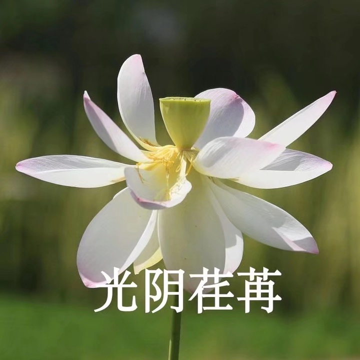 动物 沙雕情侣 荷花