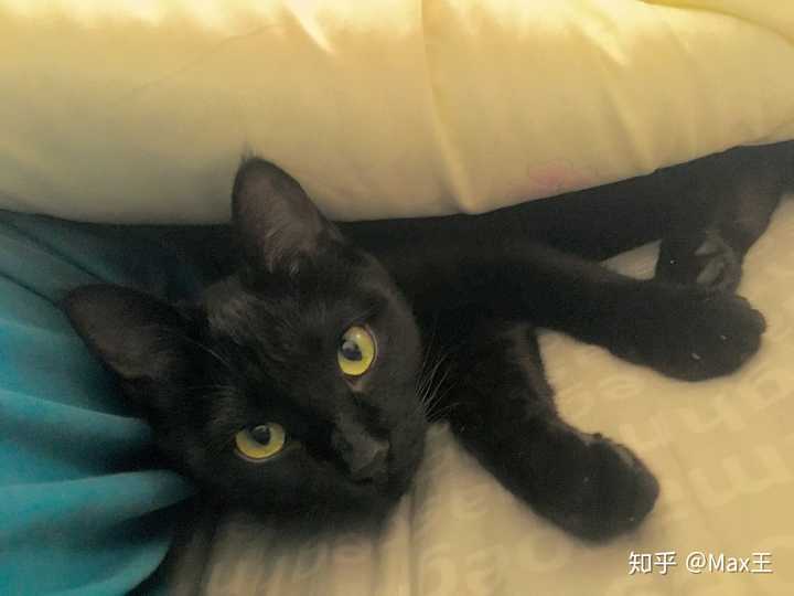 中华田园猫的颜值有多高
