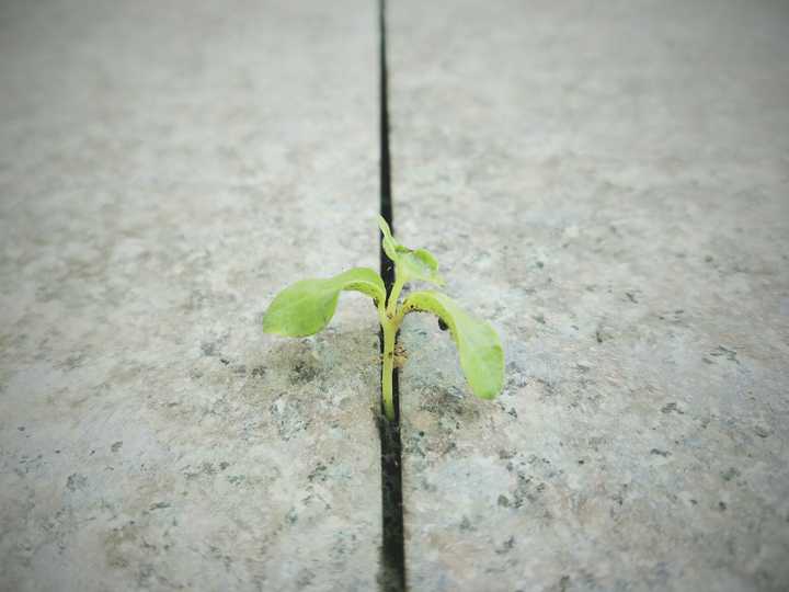 缝里长出来的小芽芽.