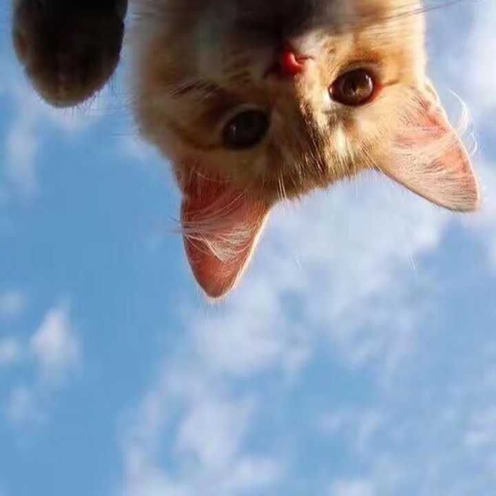 有哪些猫猫狗狗的头像?
