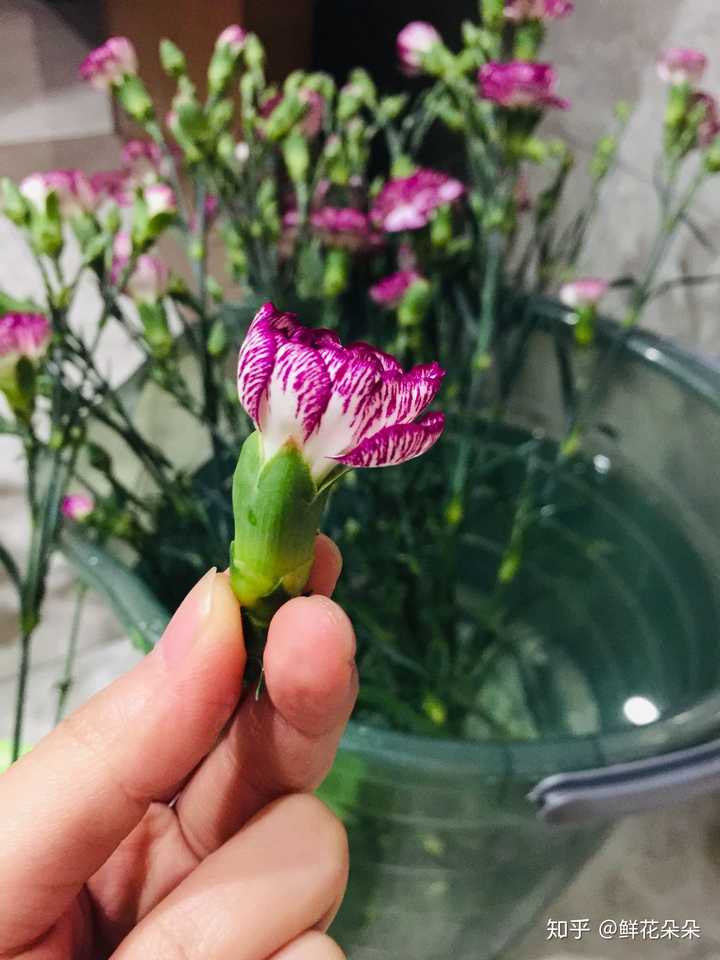 这样的康乃馨花包养多久会开的最好?