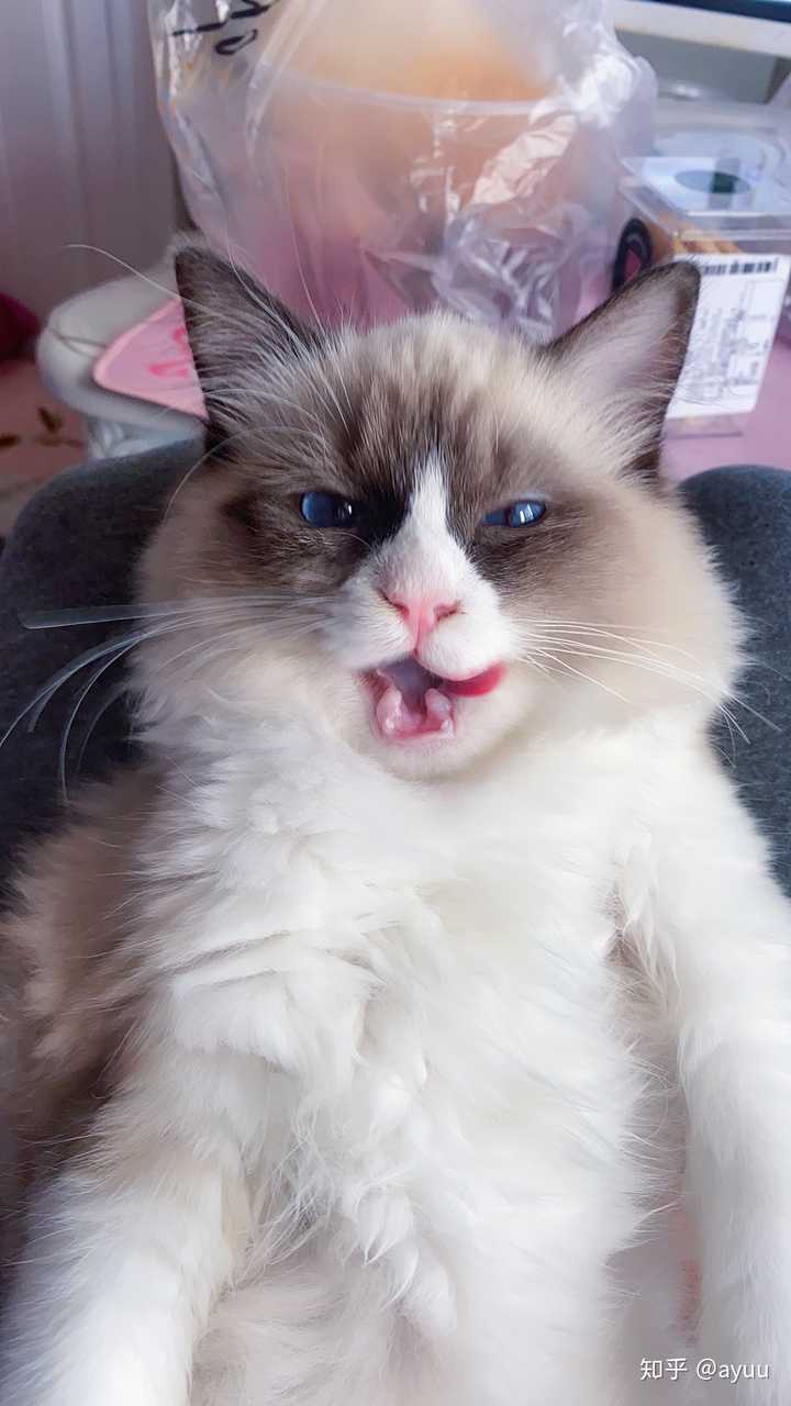 养一只很丑的布偶猫是种什么样的体验?
