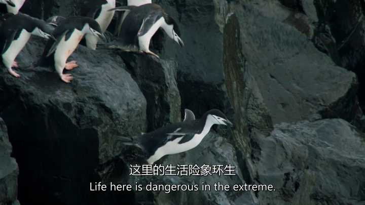 如何评价《地球脉动》第二季(planet earth Ⅱ)?