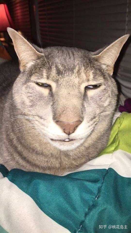 你见过最丑的猫丑到什么程度了