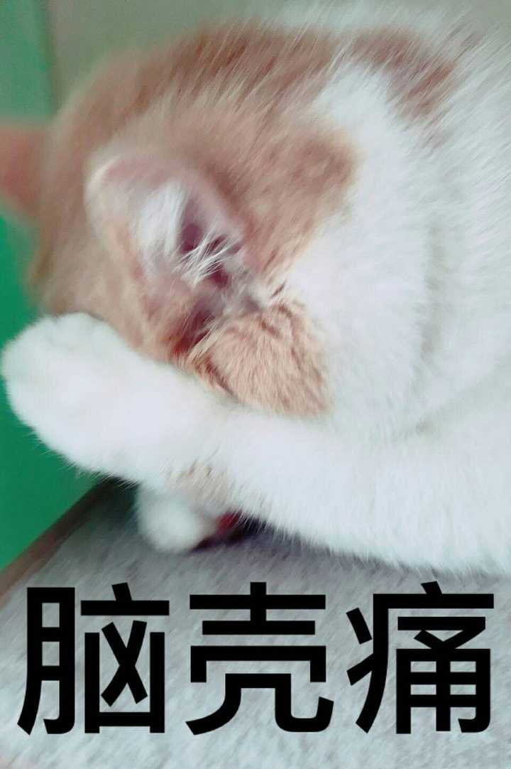 有哪些可爱到哭泣的猫咪图片或者表情包?