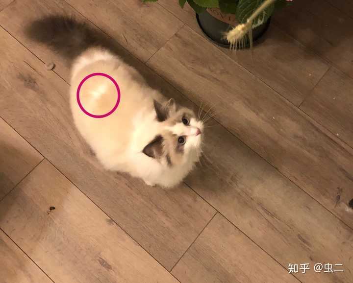 布偶猫满背什么意思