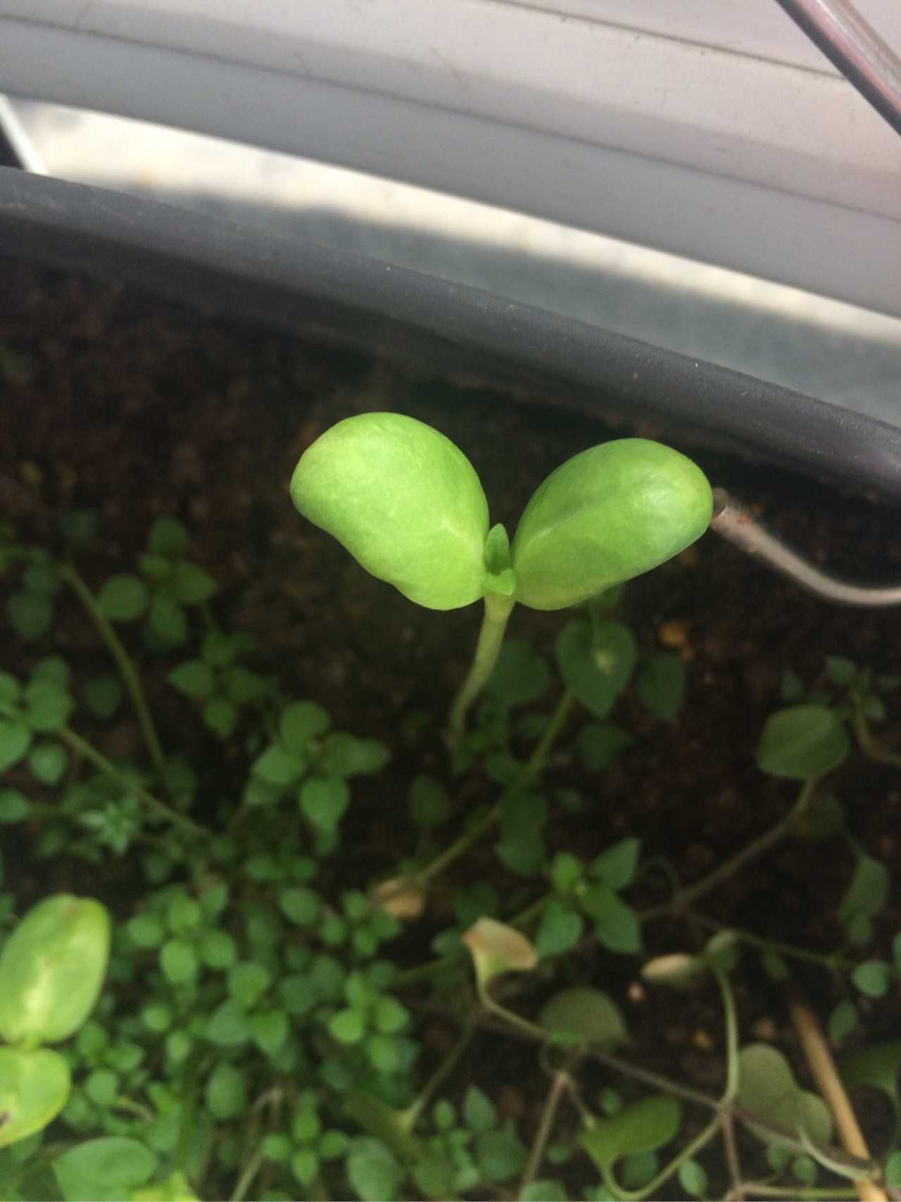 种子长得像小葵花籽,买花盆送的种子,发芽成这种,是什么求鉴定