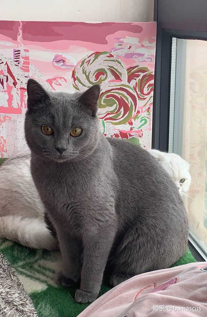 求问这是蓝猫吗?还是串串?