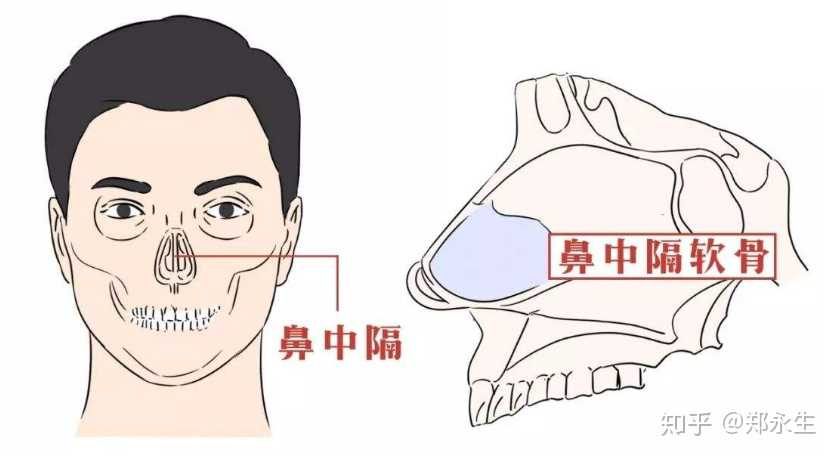 鼻中隔在鼻子整体结构中具有重要的功能性,同时对鼻整形手术也极具
