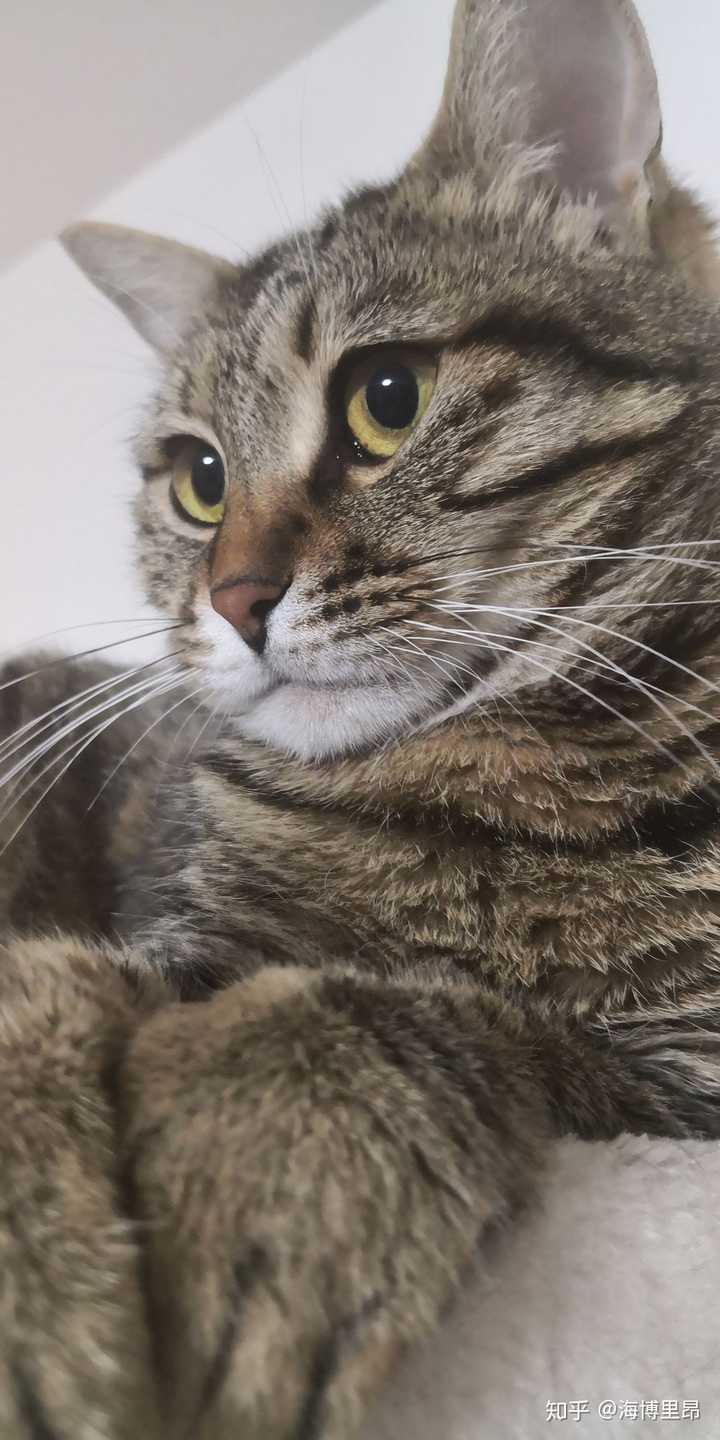 养土猫会遭人嫌弃吗?