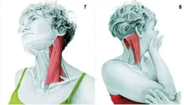 菱形肌,斜方肌中下束,前锯肌,肩袖肌群(使肩外旋,深层颈屈肌