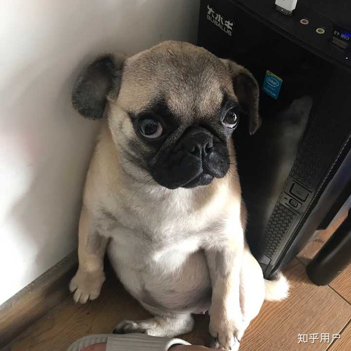 养巴哥犬的朋友可以多分享下图片吗?