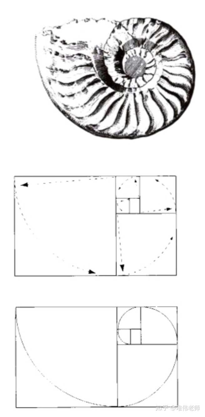 海螺的黄金比例分割矩阵
