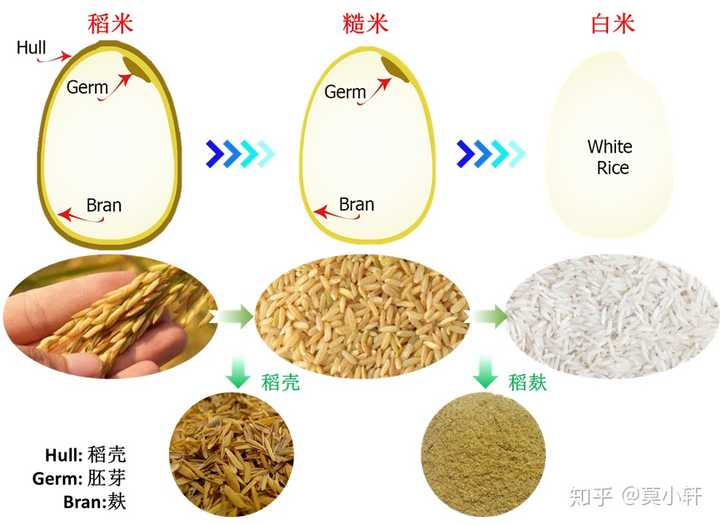 稻,糙米和白米 示意图