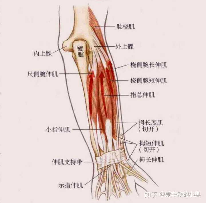 腕关节有哪些活动形式这些运动形式的主动肌和拮抗肌都有哪些