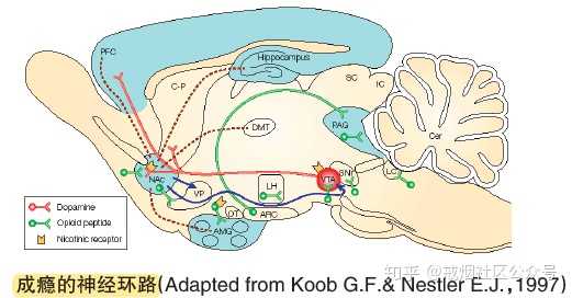 目前认为, 中脑腹侧被盖区(ventral tegmental area,vta),伏隔核