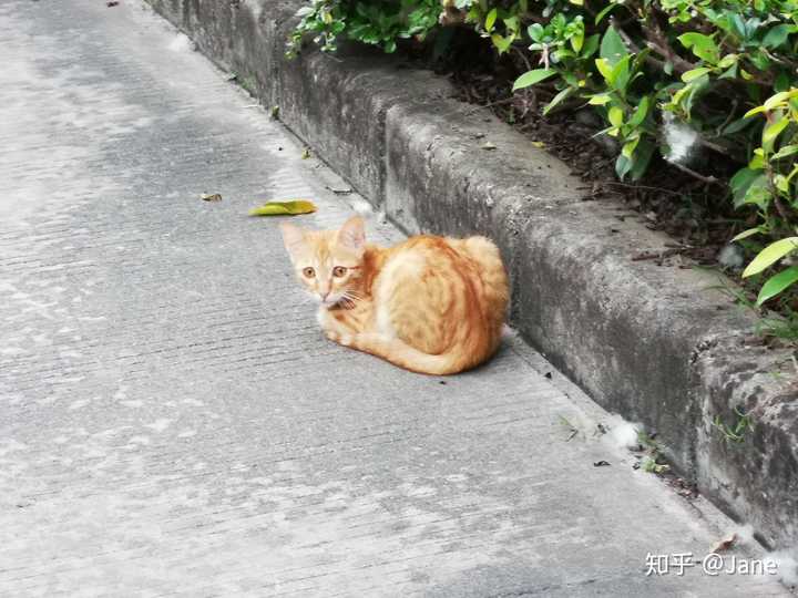 不敢太靠近,校园猫警惕性高