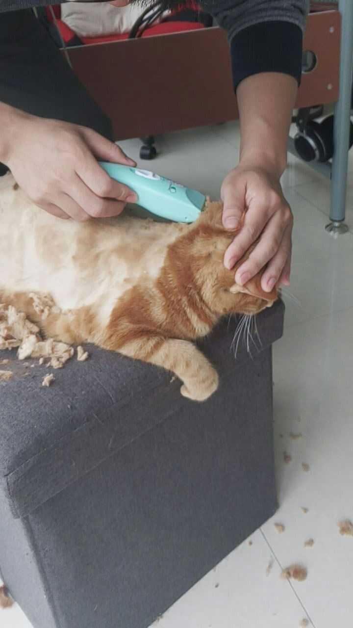 给猫剃毛是好还是不好?
