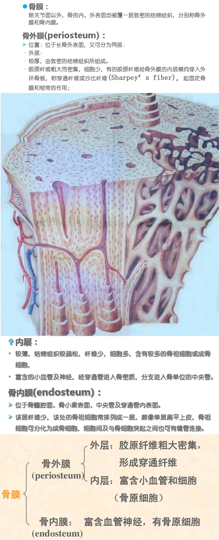 有什么区别?骨内膜有两