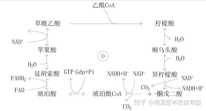 口诀记忆的书,得有一本吧 口诀确实是,短期入门的方法,比如三羧酸循环