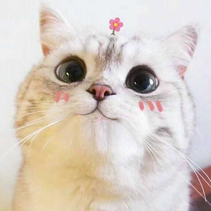 1发可爱的猫猫表情包