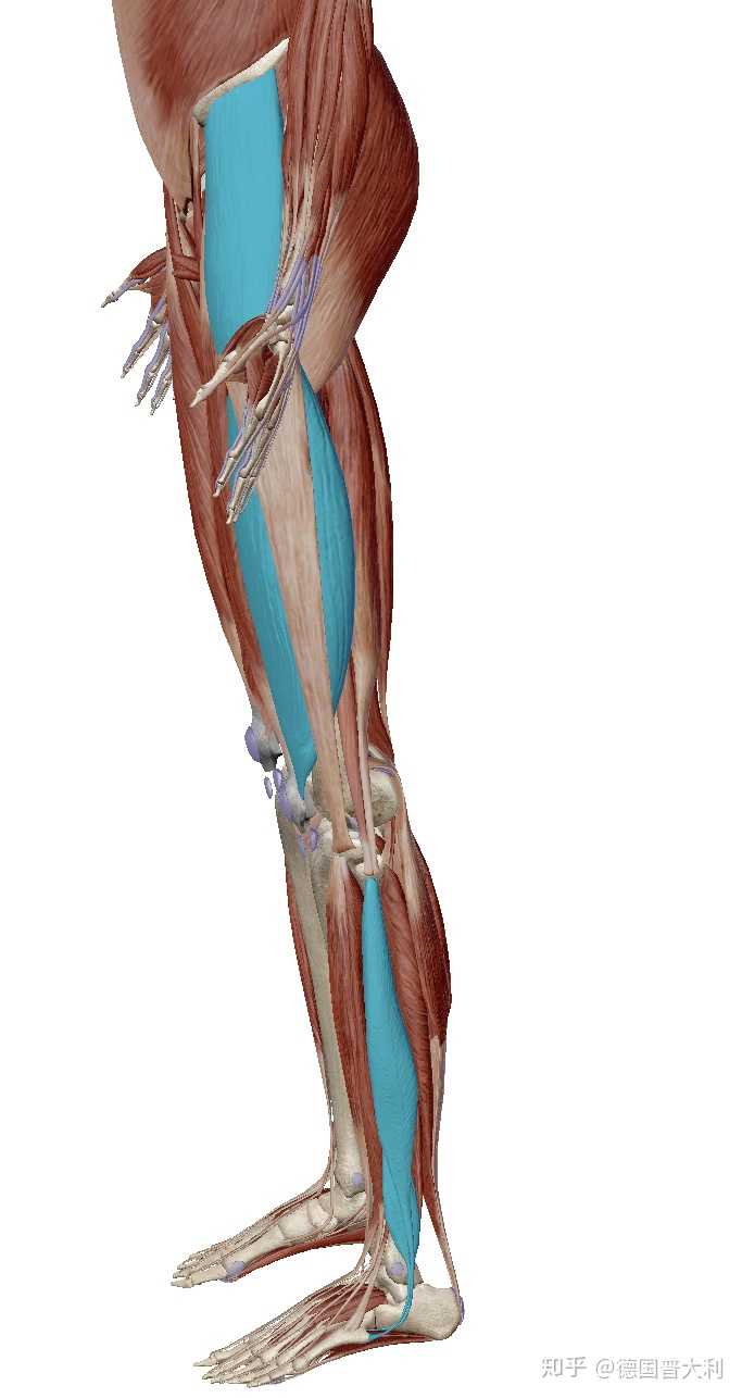 小腿内侧腓肠肌,外侧腿肌肉不发达,该怎样解决?