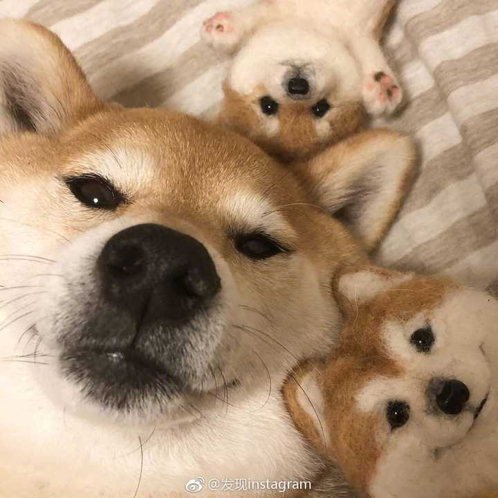 有没有一些柴犬或二哈超可爱的壁纸或头像?