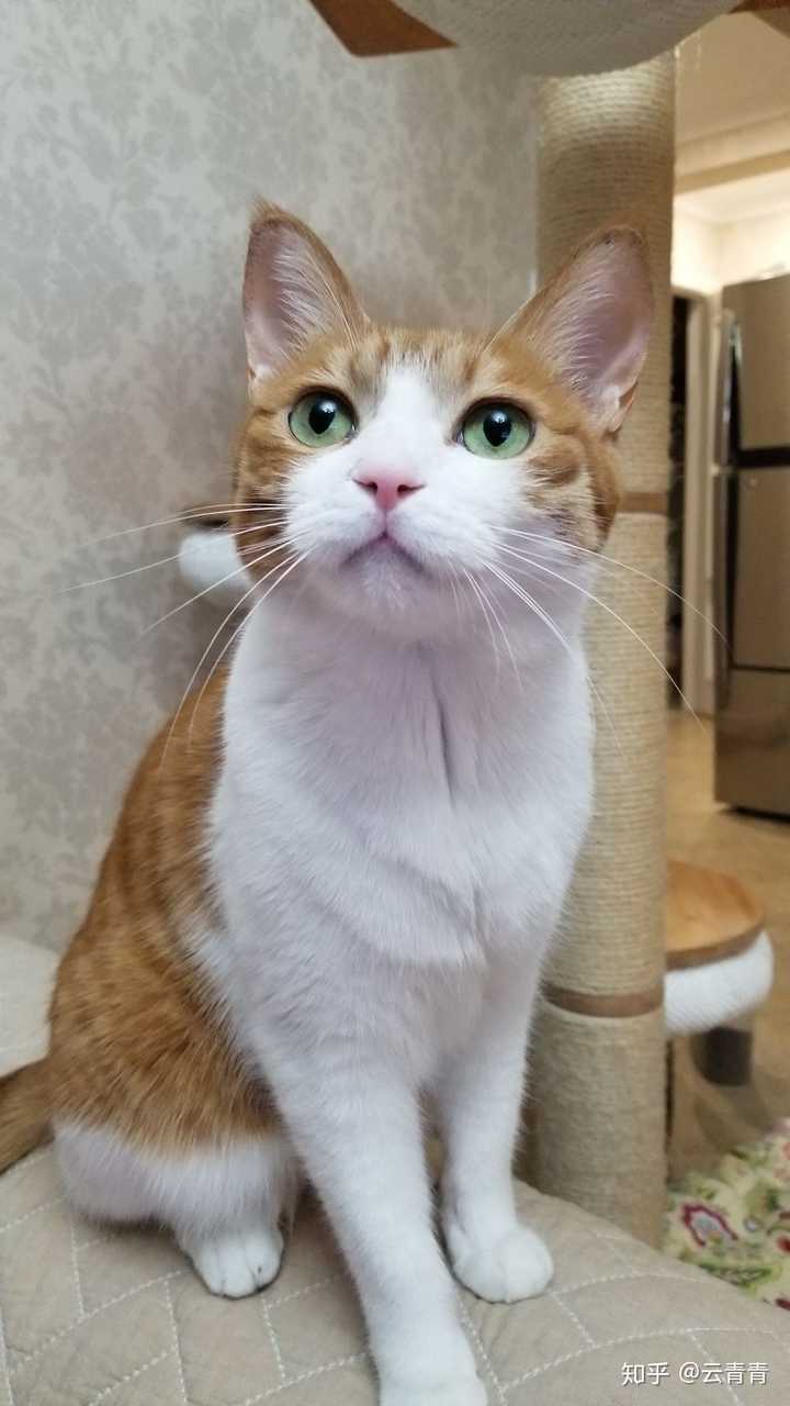 壁纸 动物 狗 狗狗 猫 猫咪 小猫 桌面 720_1280 竖版 竖屏 手机