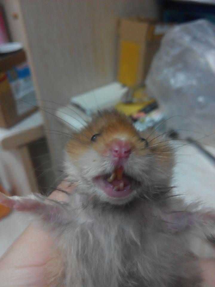 仓鼠会断牙吗?